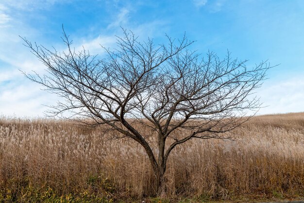 写真 空に向かって野原の裸の木