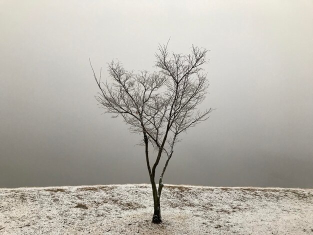 写真 空に照らされた風景の裸の木