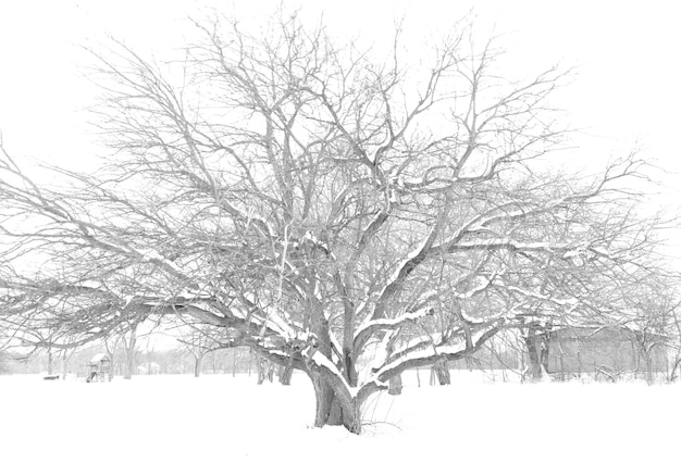 写真 雪に覆われた風景の裸の木