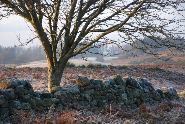 Bare tree on rock against sky