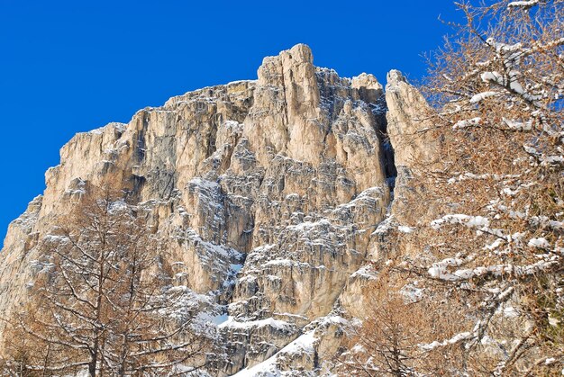 Bare tree and rock in dolomites mountain