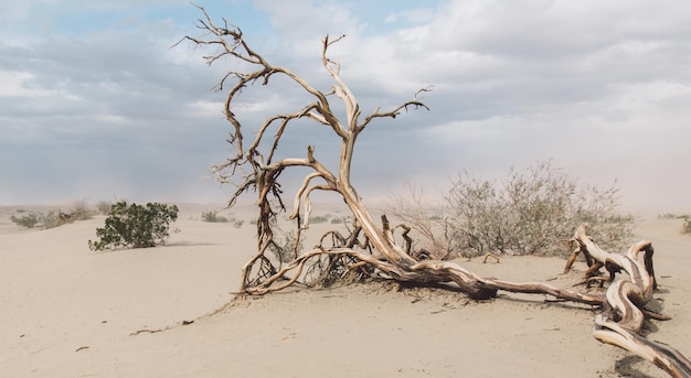 Foto albero nudo sulla sabbia contro il cielo