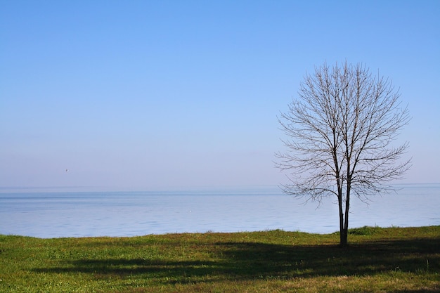 Голое дерево в море с голубым чистым небом