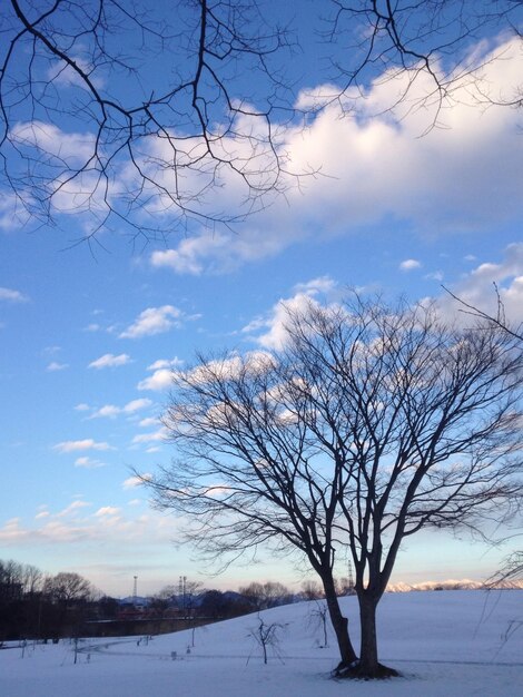 Bare tree on snow covered field against sky