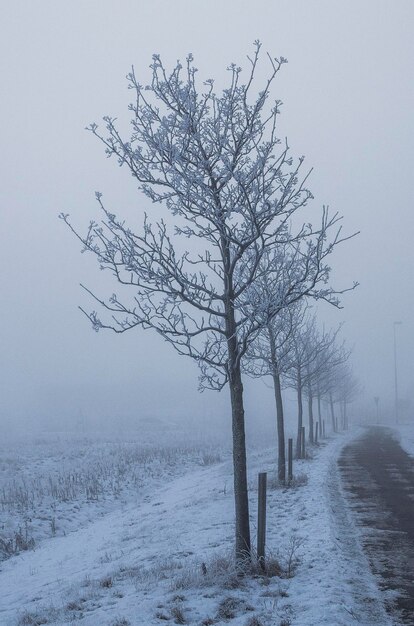 Bare tree on snow covered field against sky