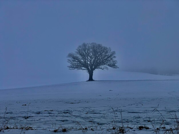 Bare tree on snow covered field against sky