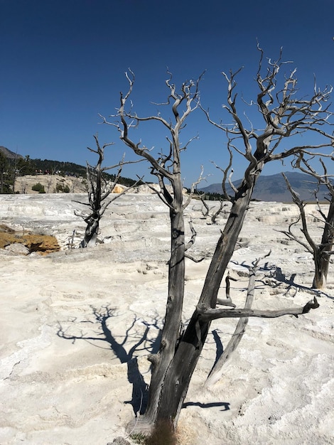 空に向かって雪に覆われた土地の裸の木