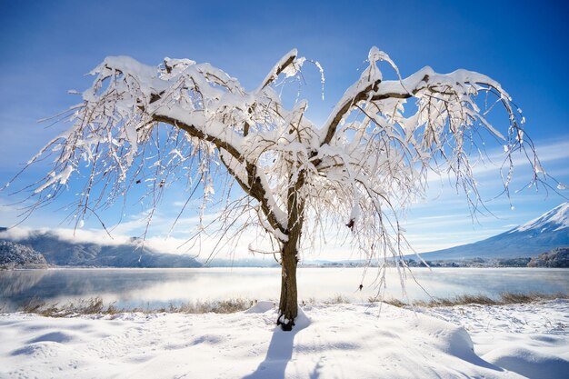 Bare tree on snow covered landscape against blue sky