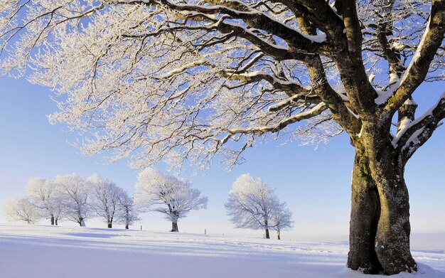 雪に覆われた風景の裸の木