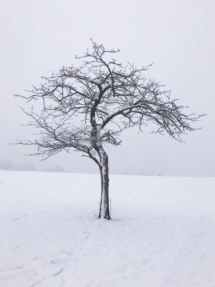 Фотография обнаженное дерево на снежном ландшафте