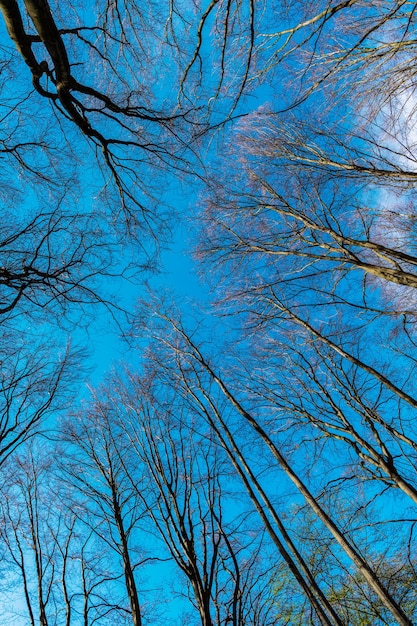 Bare tree tops grow in deciduous forest on blue sky upward view, treetops