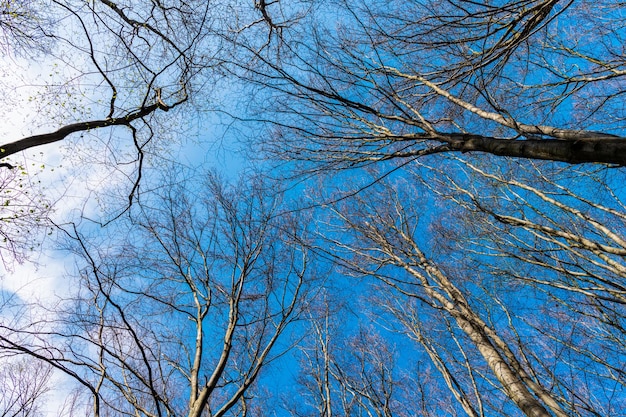 Bare tree tops grow in deciduous grove on blue sky upward view treetops