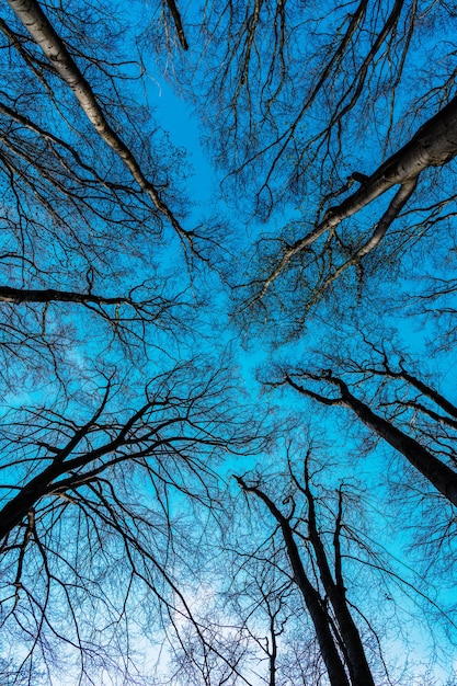 Bare tree tops growing in deciduous forest on blue sky upward view treetops