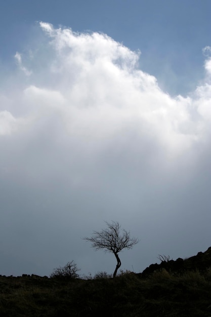 Bare tree towards the dramatic sky