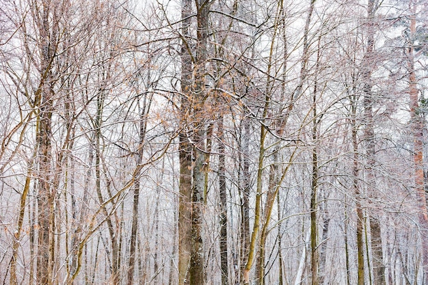 Bare tree trunks in forest in winter