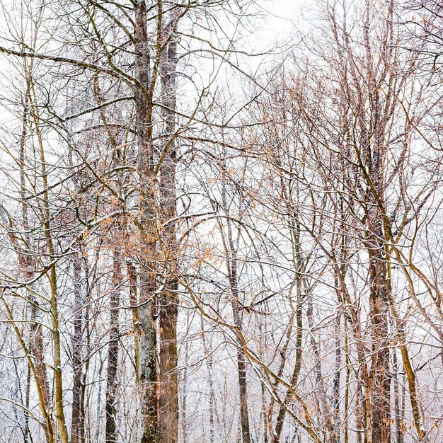 Bare tree trunks in woods in winter