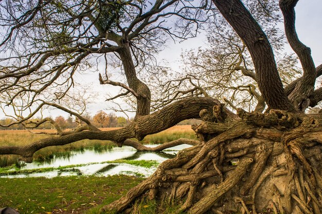 Photo bare tree in water