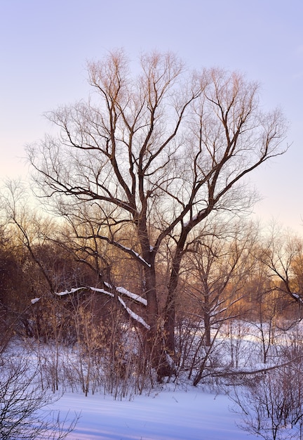 a bare tree in winter snowdrifts crooked branches are raised to the blue sky