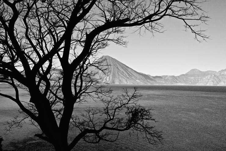 Photo 背景に山がある裸の木