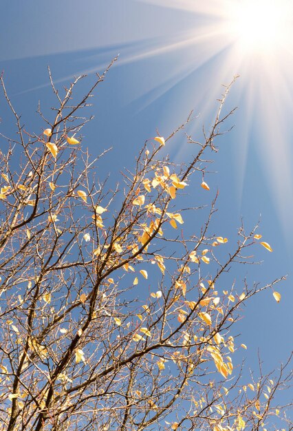 Bare tree without leaves in autumn