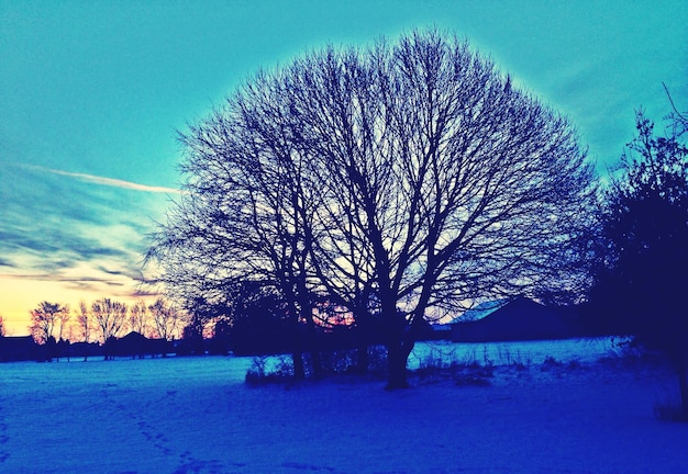 Bare trees against blue sky