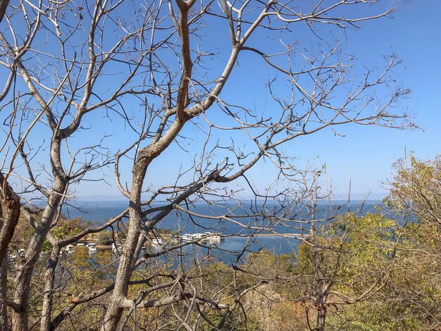 Bare trees against clear blue sky