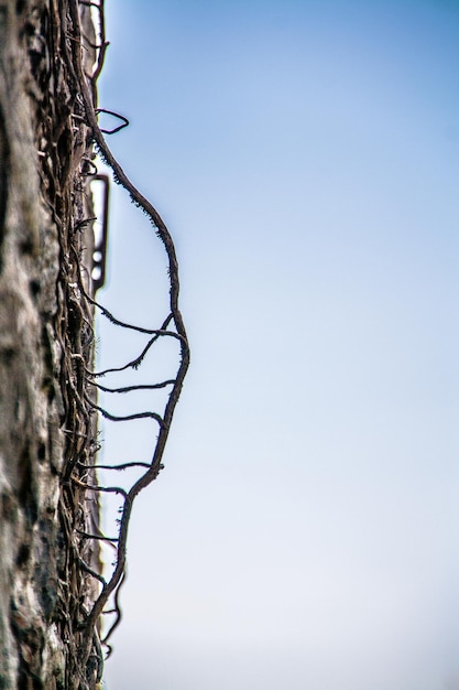 写真 晴れた空に照らされた裸の木々