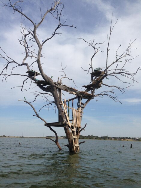 Foto alberi nudi contro un cielo nuvoloso