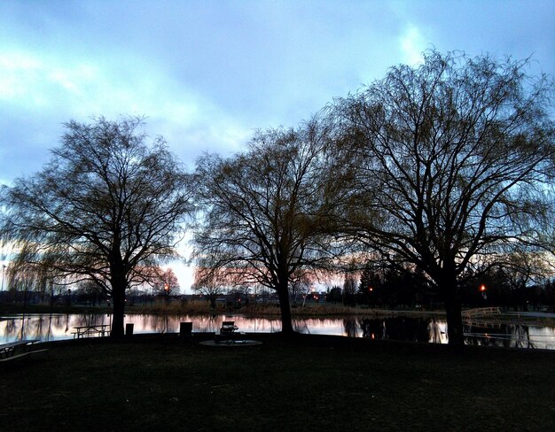 Bare trees against cloudy sky