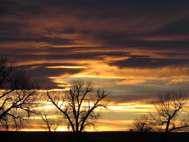 bare trees against cloudy sky