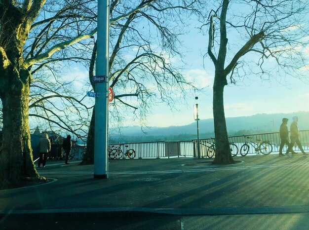 Bare trees against sky in city