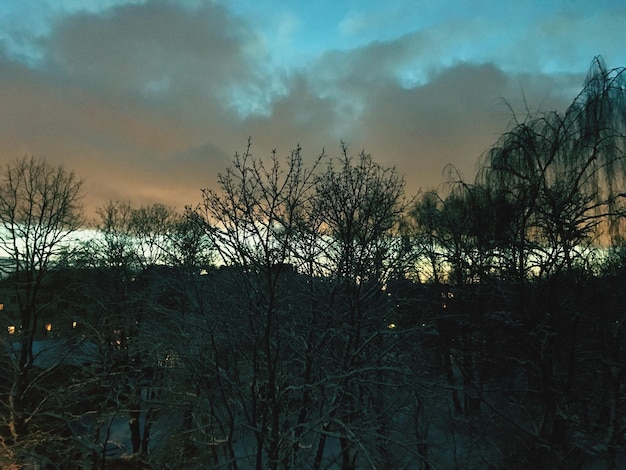 Foto alberi nudi contro il cielo durante il tramonto