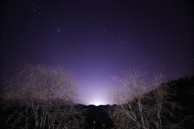 夜の空に照らされた裸の木々
