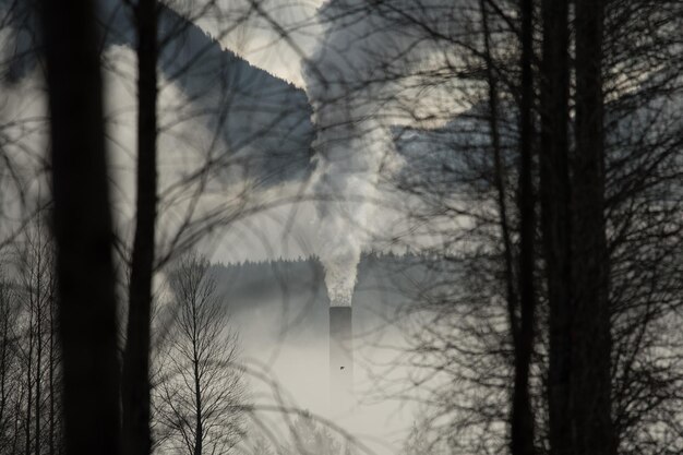 Фото Голые деревья на небе