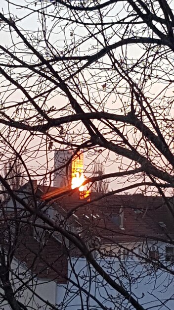 Bare trees against sky