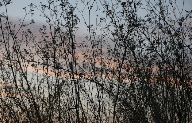 Photo bare trees against sky