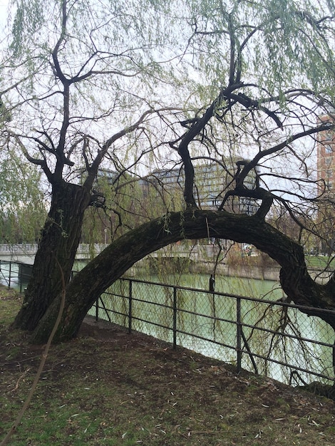 Фото Голые деревья на небе