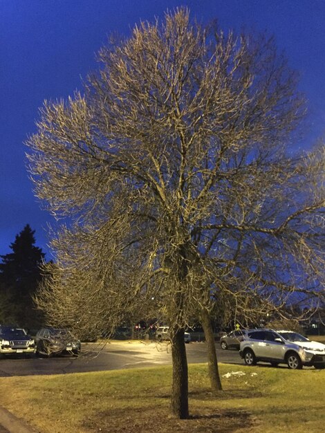 Bare trees against sky