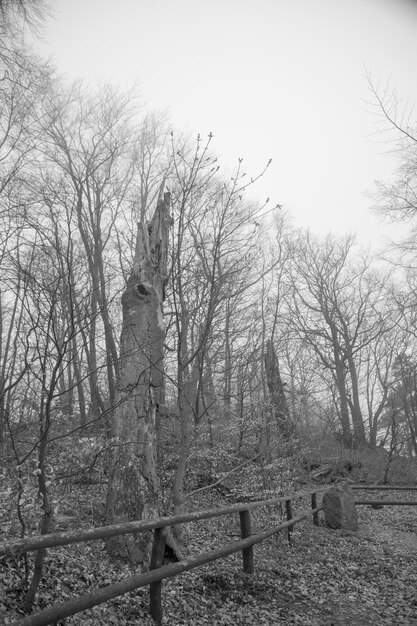 Photo bare trees against sky