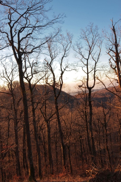 Bare trees against sky