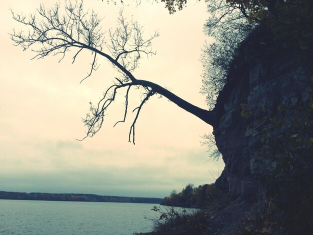 Photo bare trees against sky