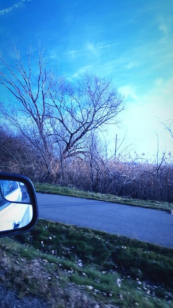 Bare trees against sky