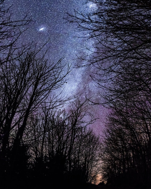 裸の木と星のフィールド