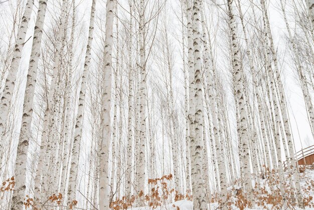 写真 冬の間森の裸の木