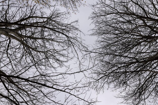 Bare trees in the autumn season silhouettes of trees without foliage in cloudy autumn weather