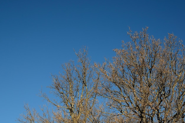 Bare trees and blue sky