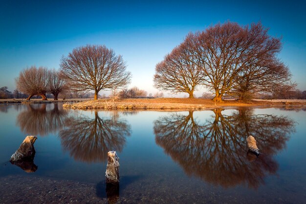 Bare trees by lake against clear sky