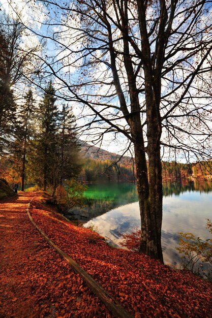 Bare trees by lake against sky during autumn