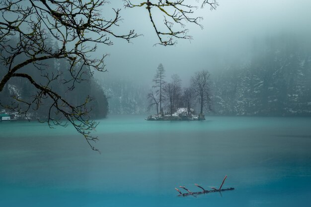 Foto alberi nudi vicino al lago durante l'inverno