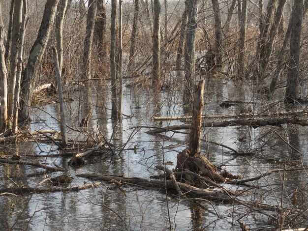 Bare trees by lake in forest